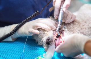 Pet Dentist