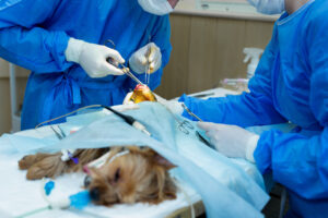 Pet Surgeries at Lahore