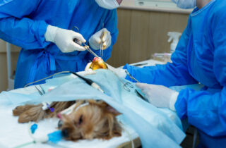 Pet Surgeries at Lahore